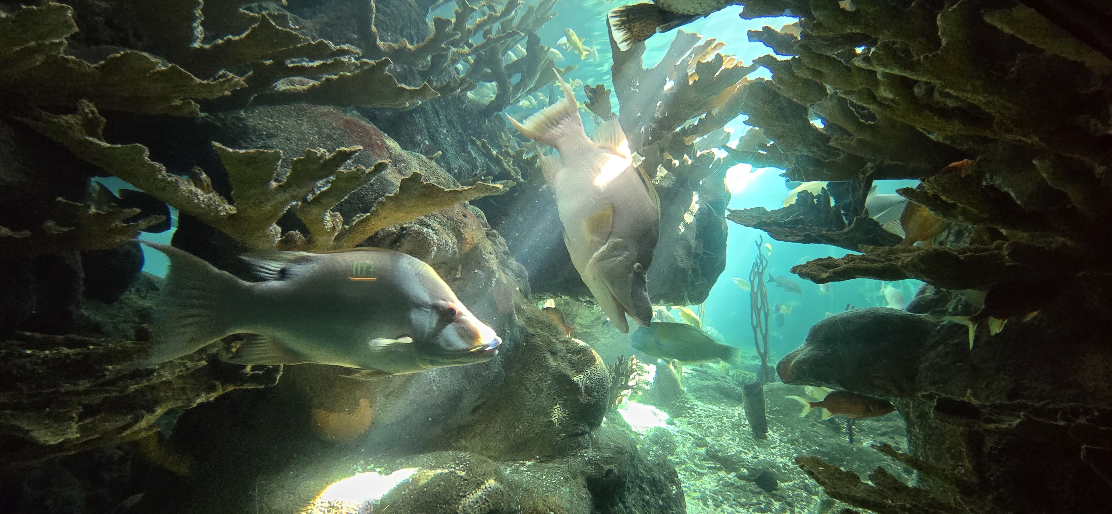 Florida Coral Reefs - hogfish