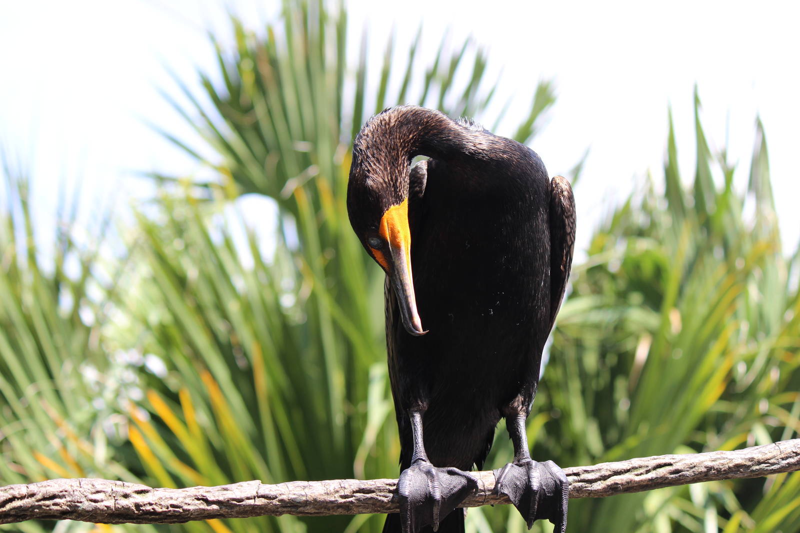 Florida Cormorant