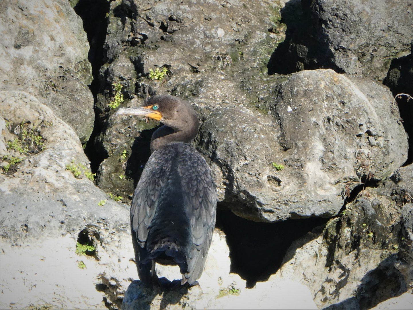 Florida Cormorant