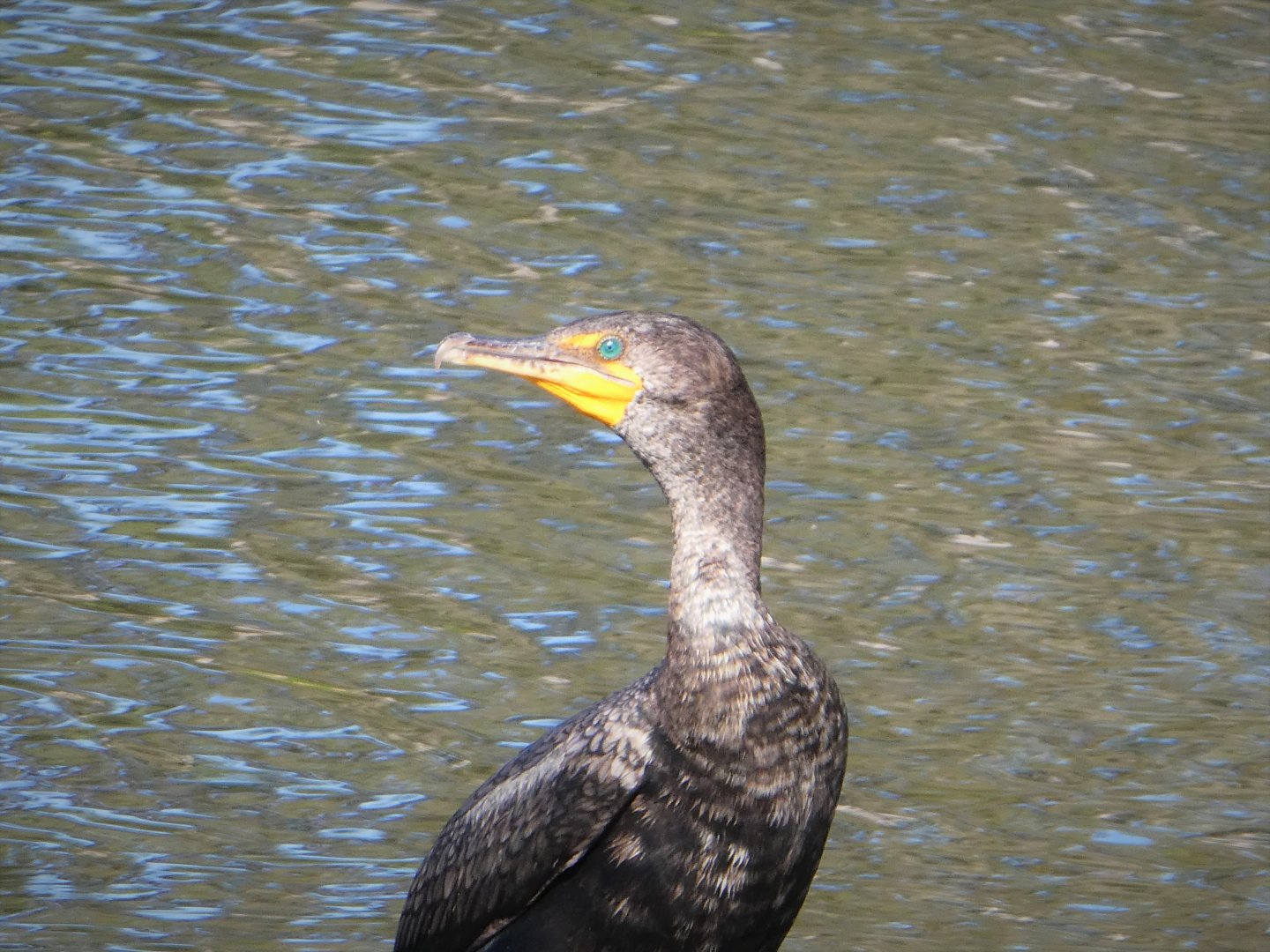 Florida Cormorant