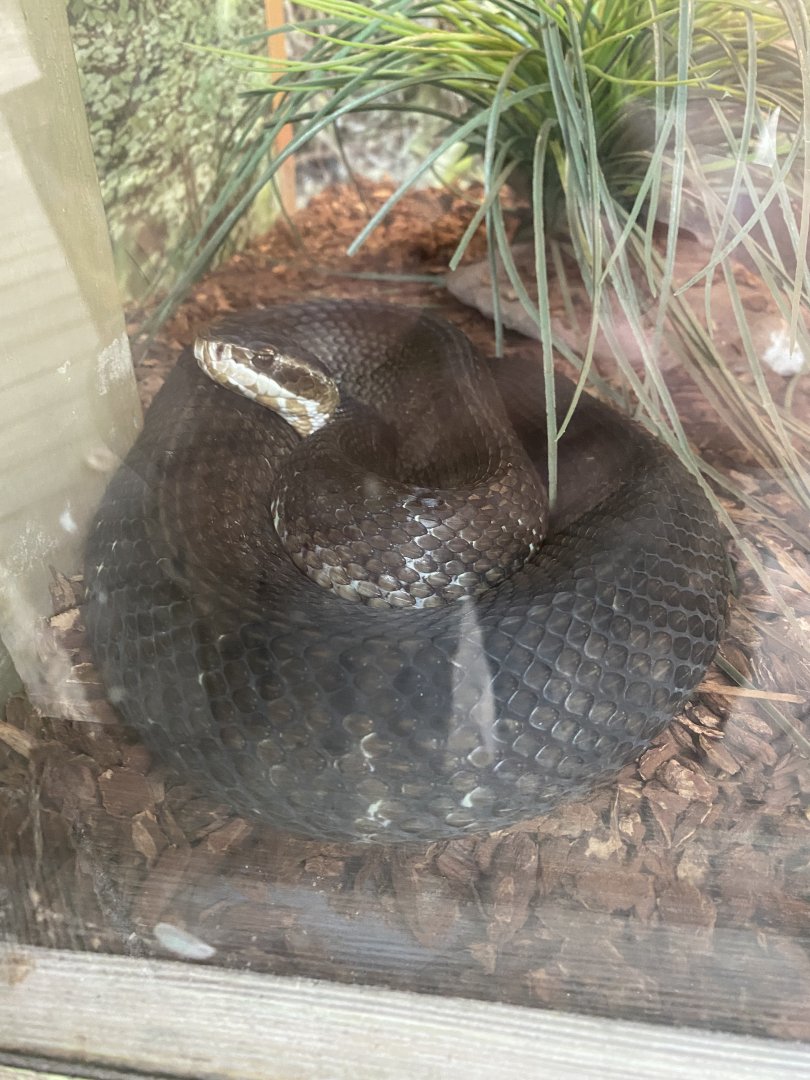 Florida Cottonmouth (Agkistrodon piscivorus conanti)