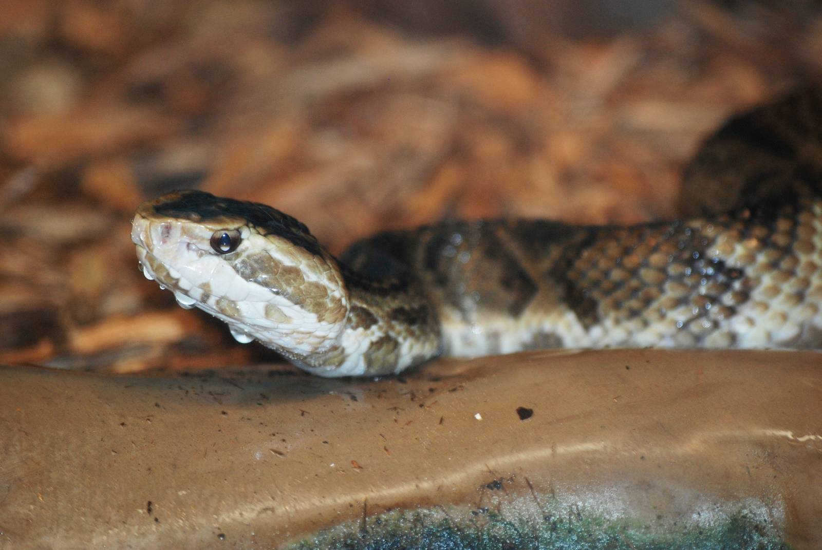 Florida Cottonmouth at Jacksonville, 10/10/13