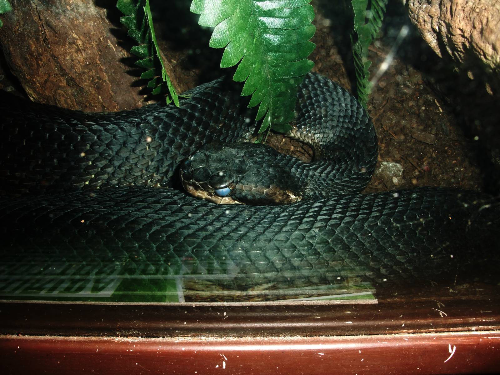 Florida Cottonmouth at St. Augustine, 11/10/13