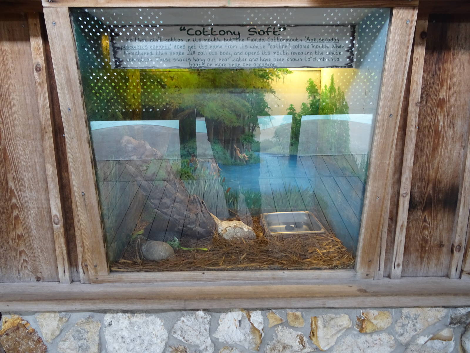 Florida Cottonmouth Exhibit at Gatorland