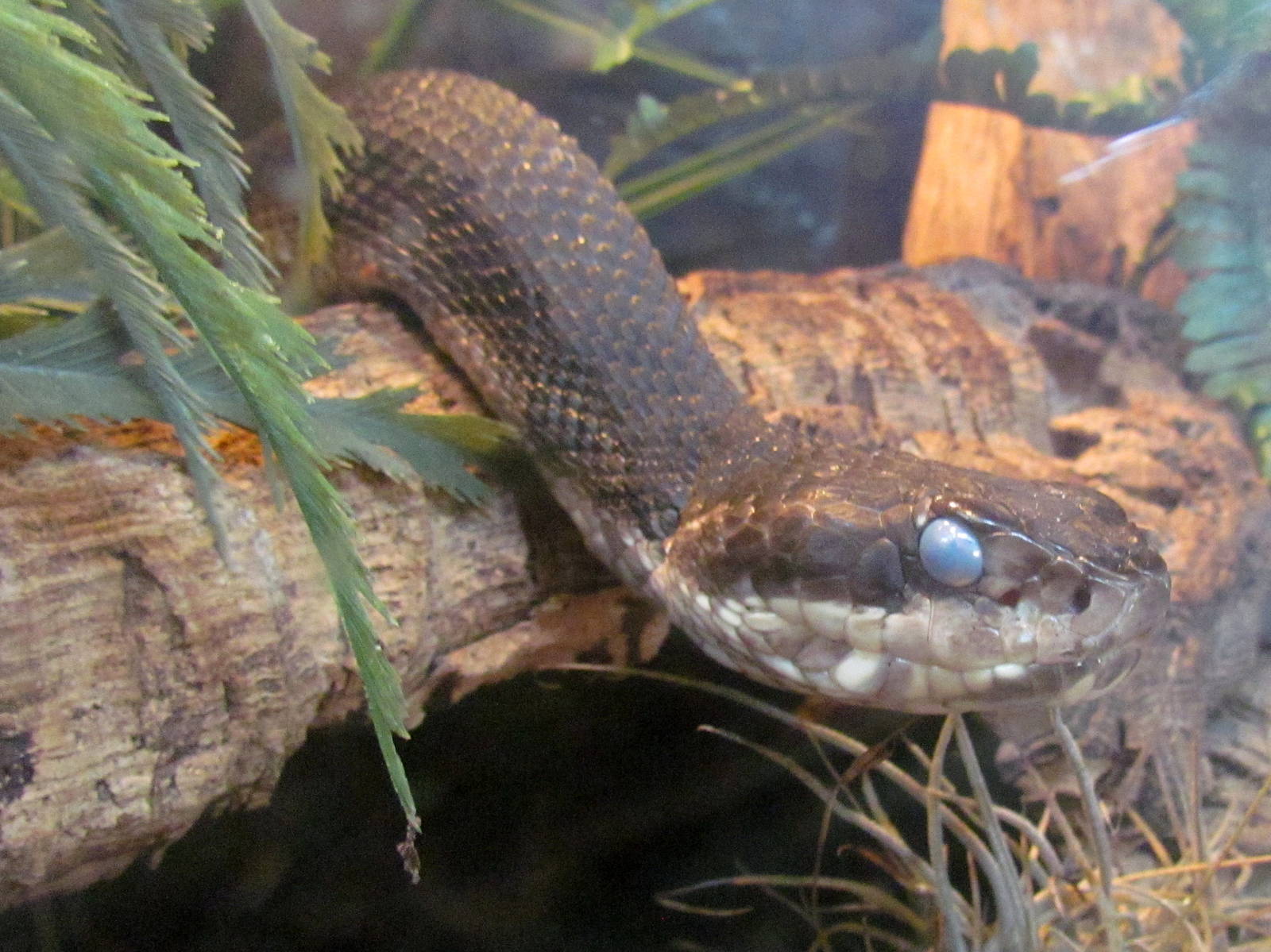 Florida Cottonmouth