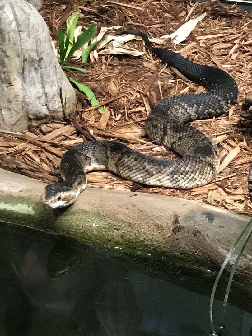 Florida cottonmouth