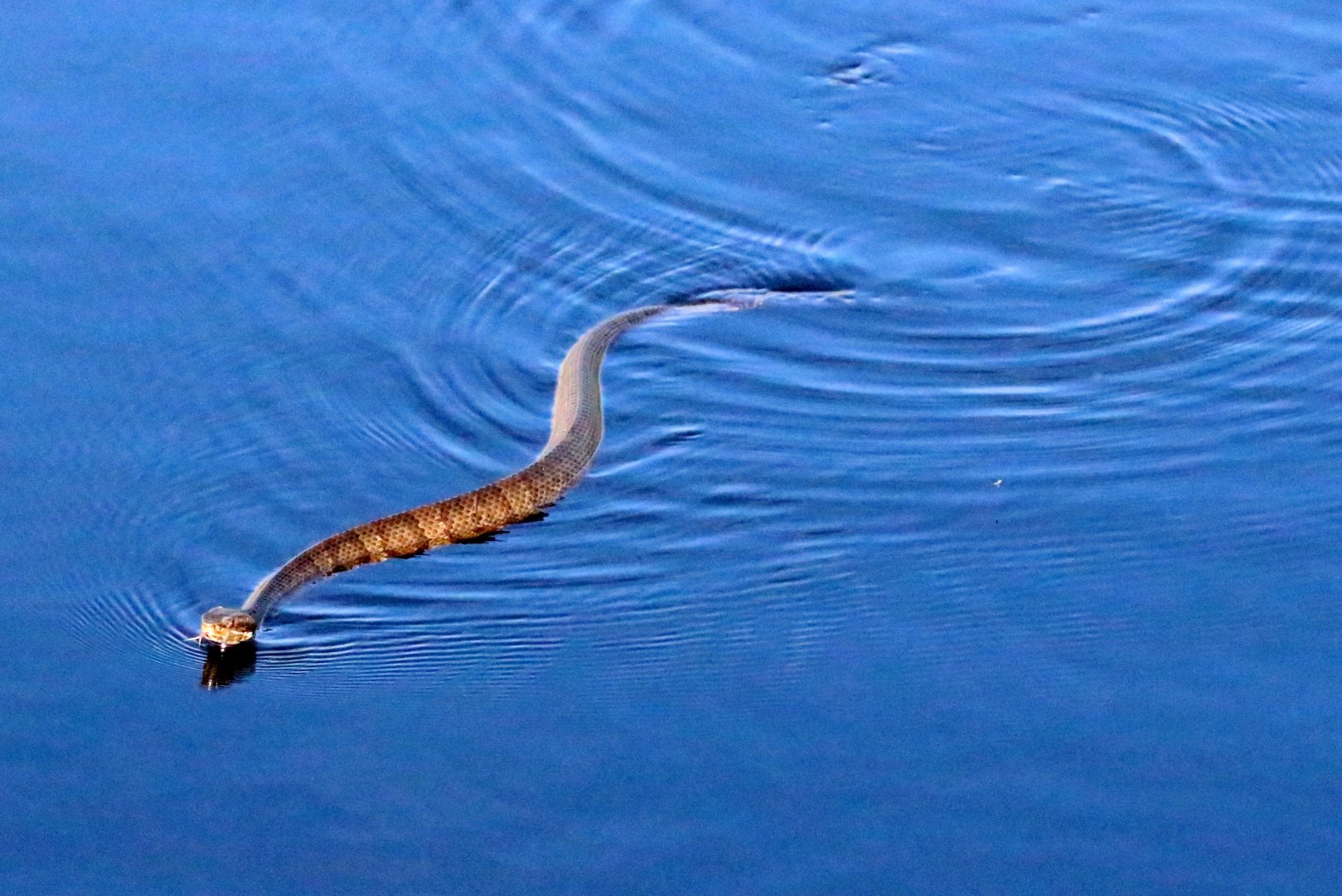 Florida Cottonmouth