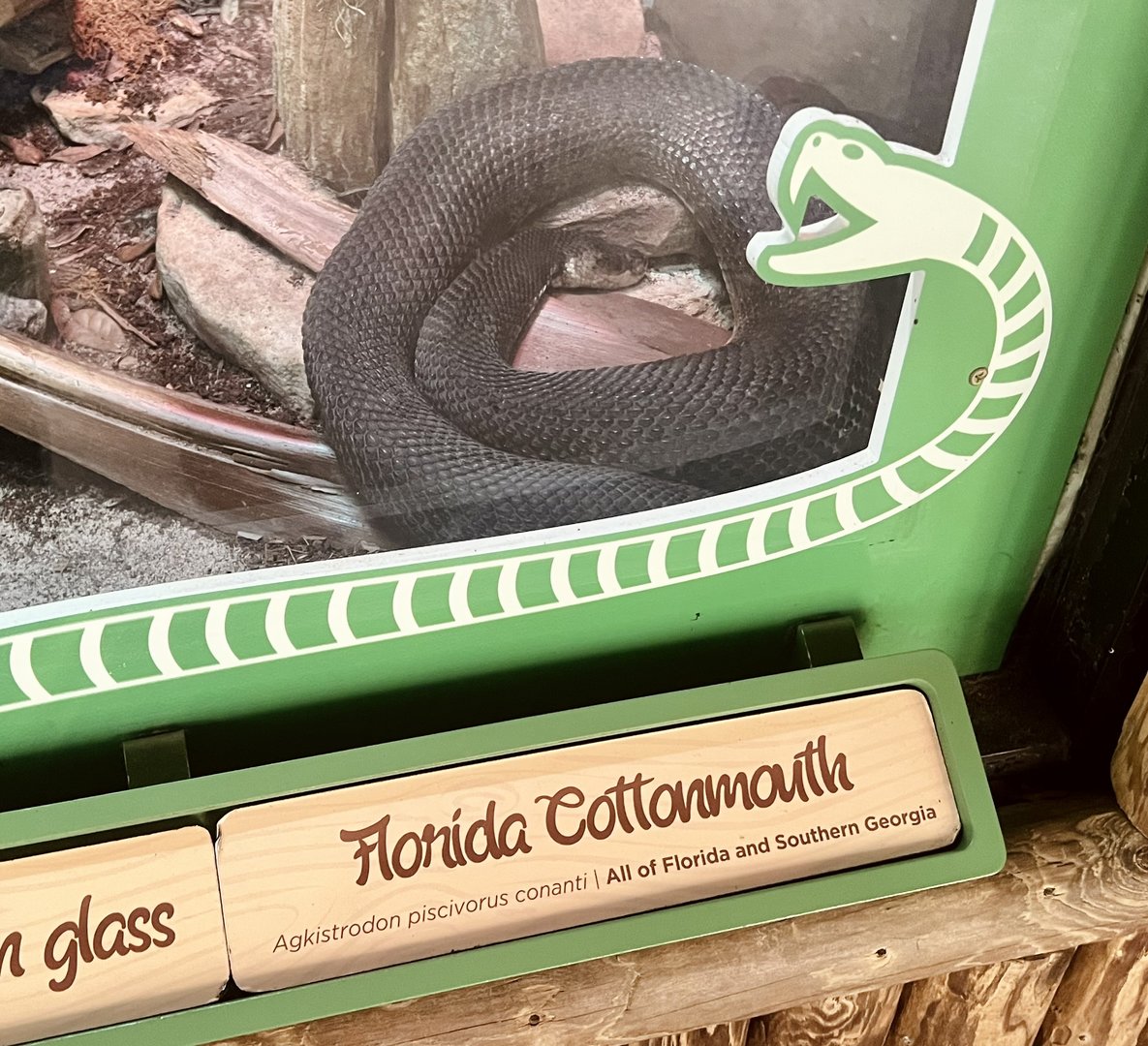 Florida Cottonmouth