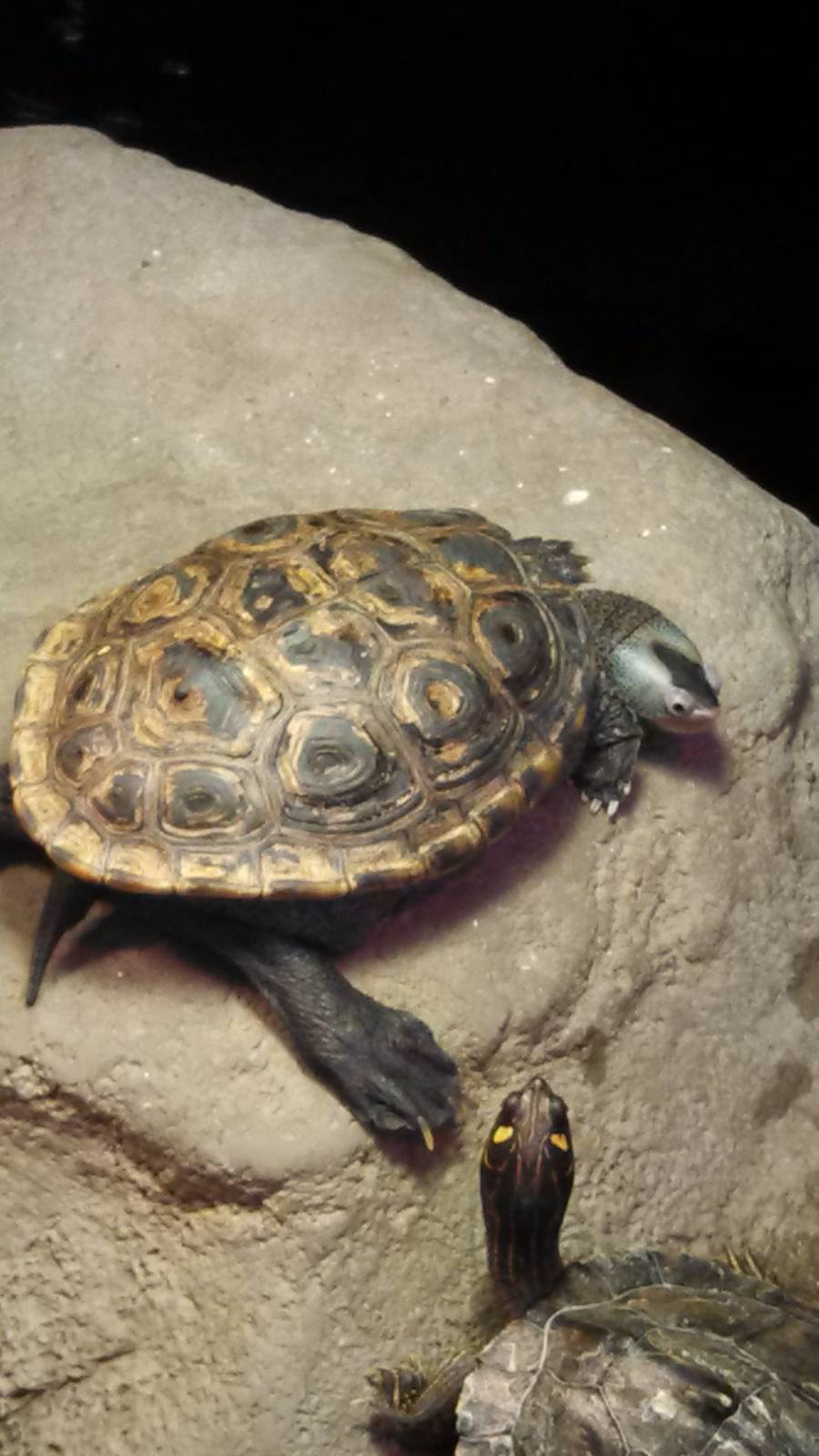 Florida Diamondback Terrapin &amp; Peninsula Cooter