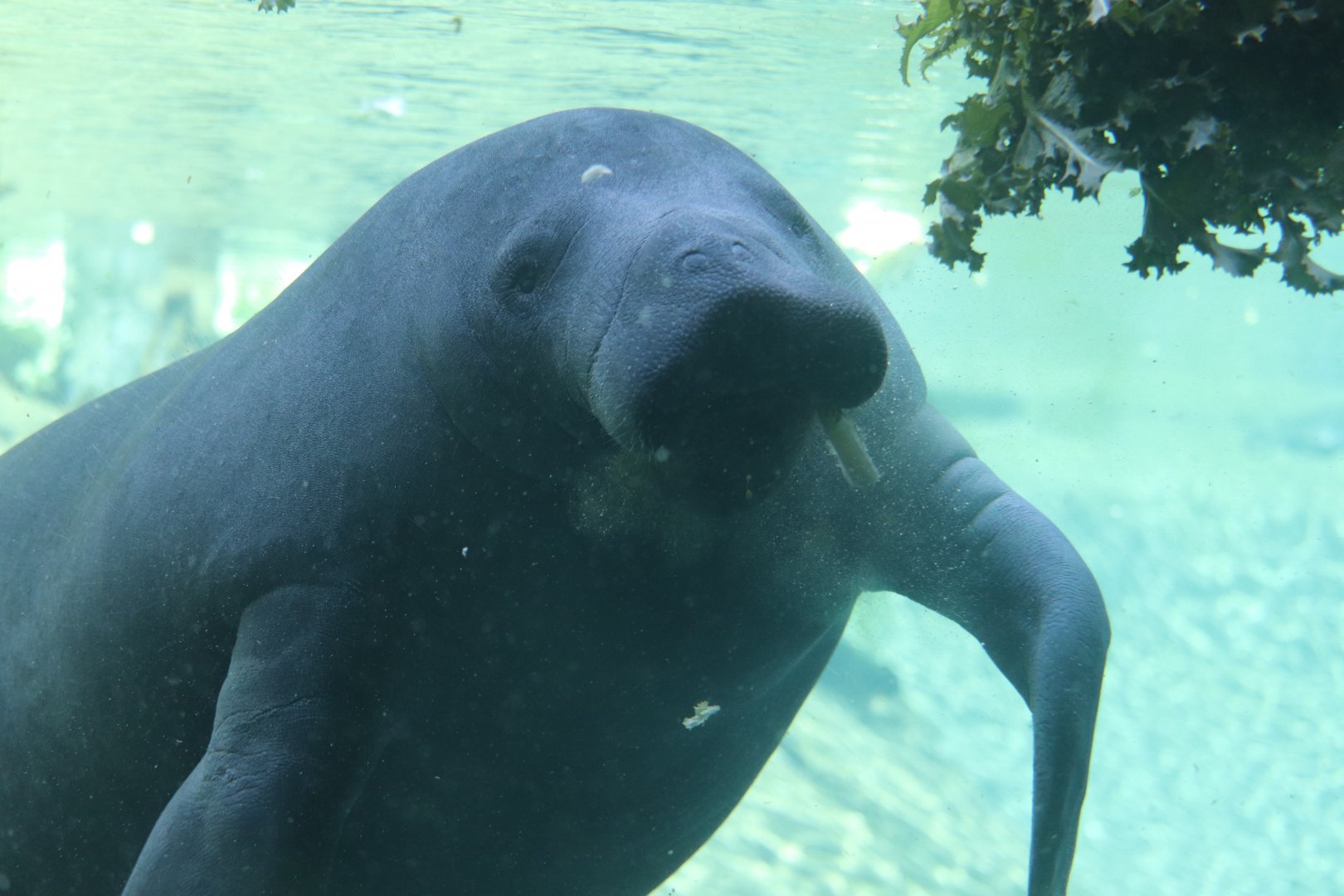 Florida - Florida Manatee