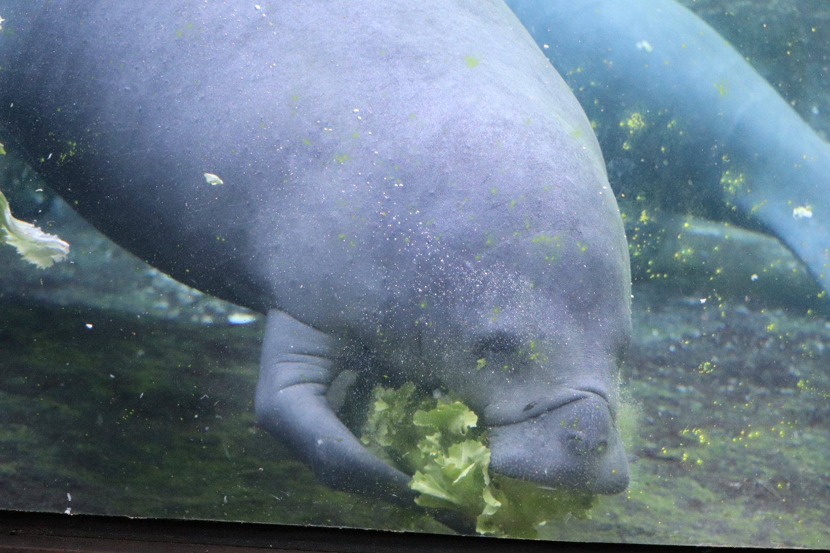 Florida - Florida Manatee