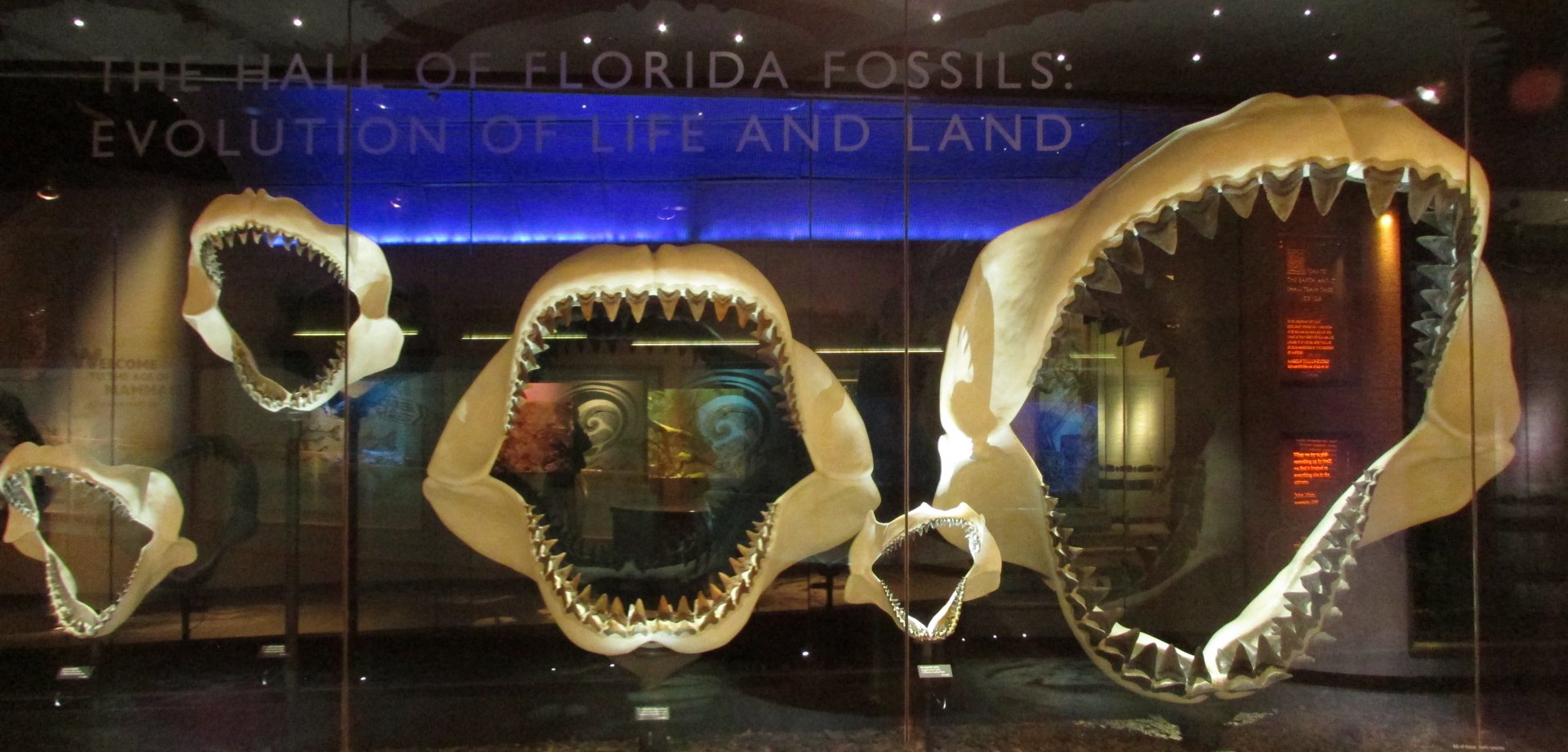 Florida Fossils: Evolution Of Life & Land Entrance
