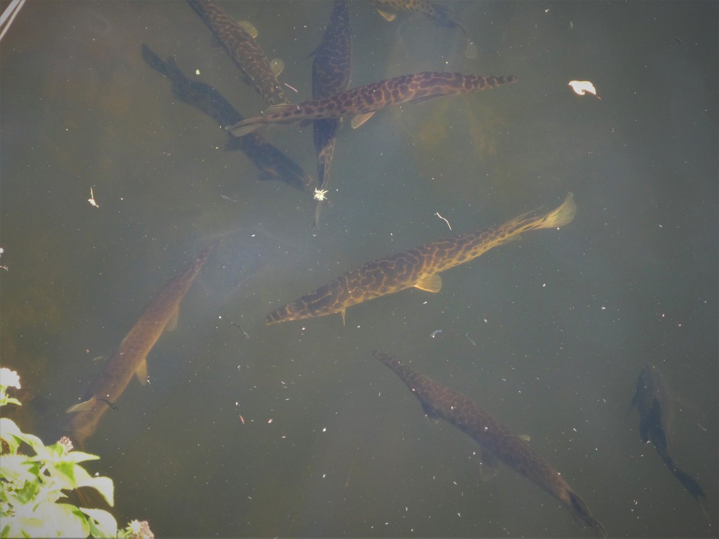 Florida Gar and Common Pleco