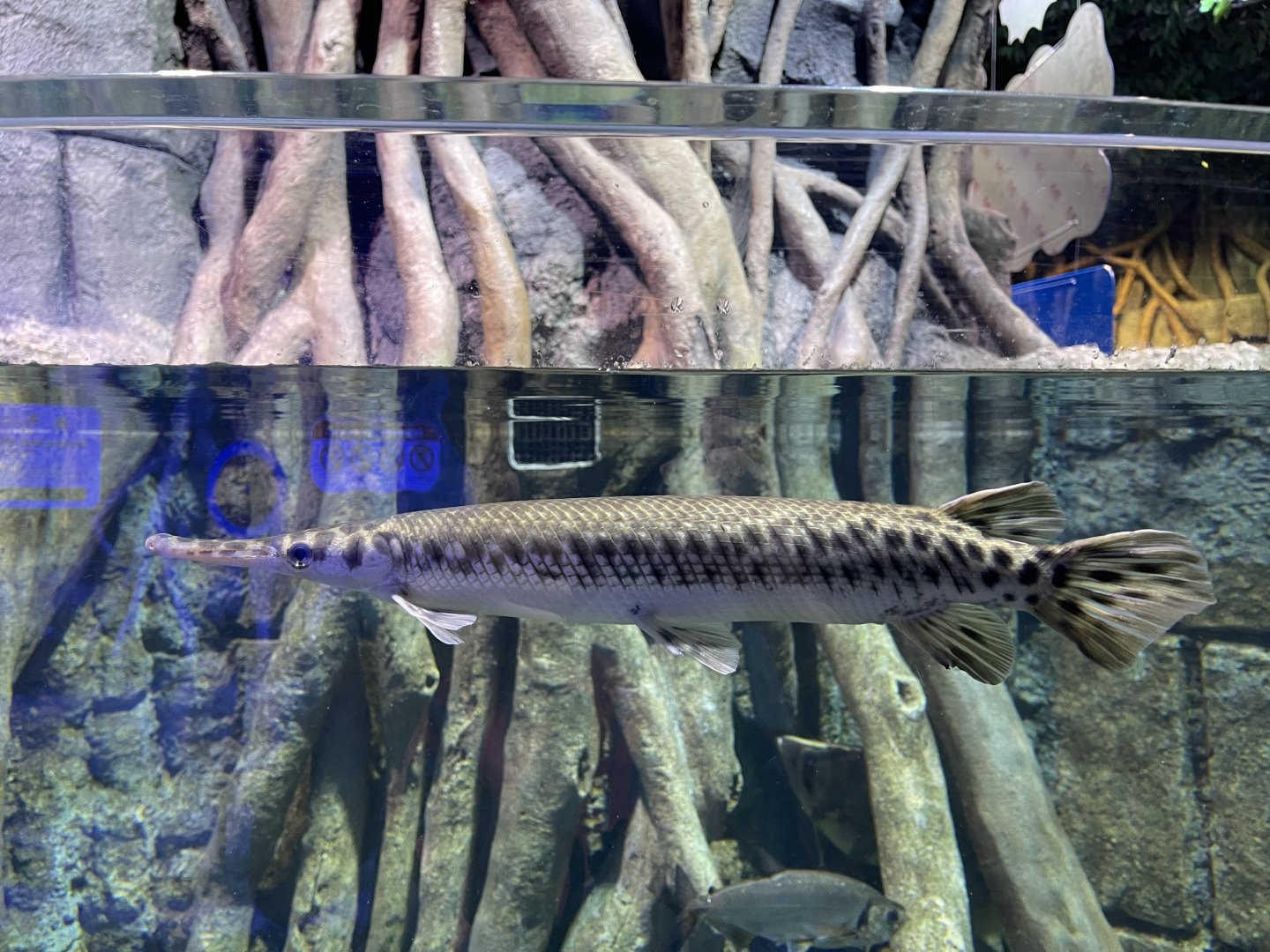 florida gar (lepisosteus platyrhincus) - BX Sea