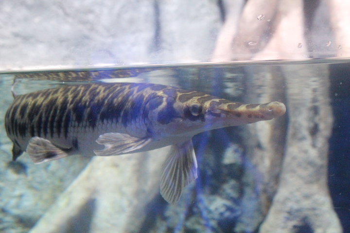 Florida gar (Lepisosteus platyrhincus) - BXSea