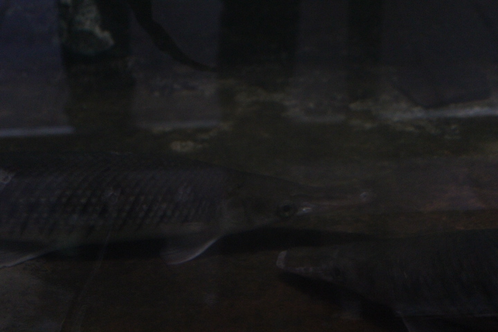 Florida gar (Lepisosteus platyrhincus)