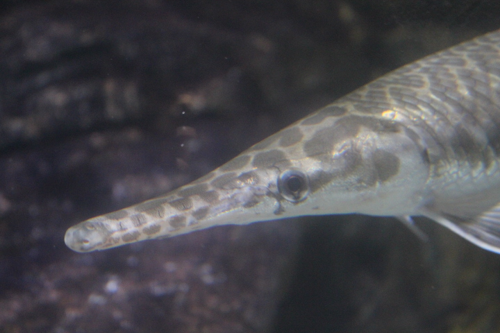 Florida gar (Lepisosteus platyrhincus)