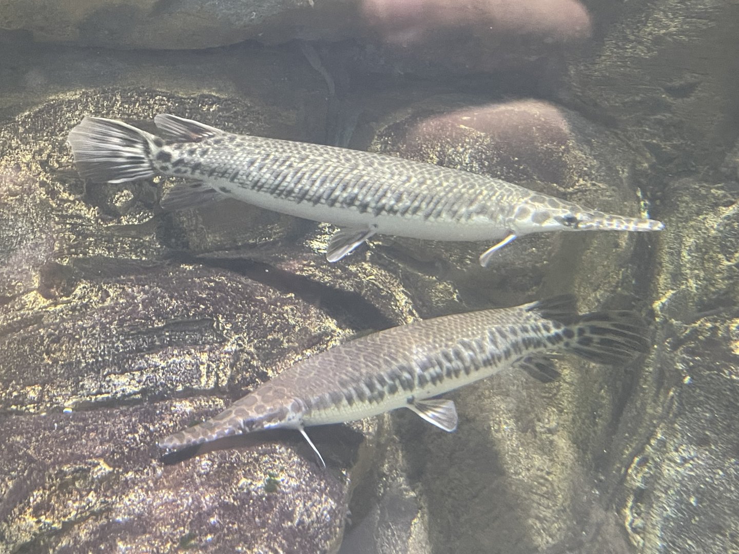 florida gar (lepisosteus platyrhincus)