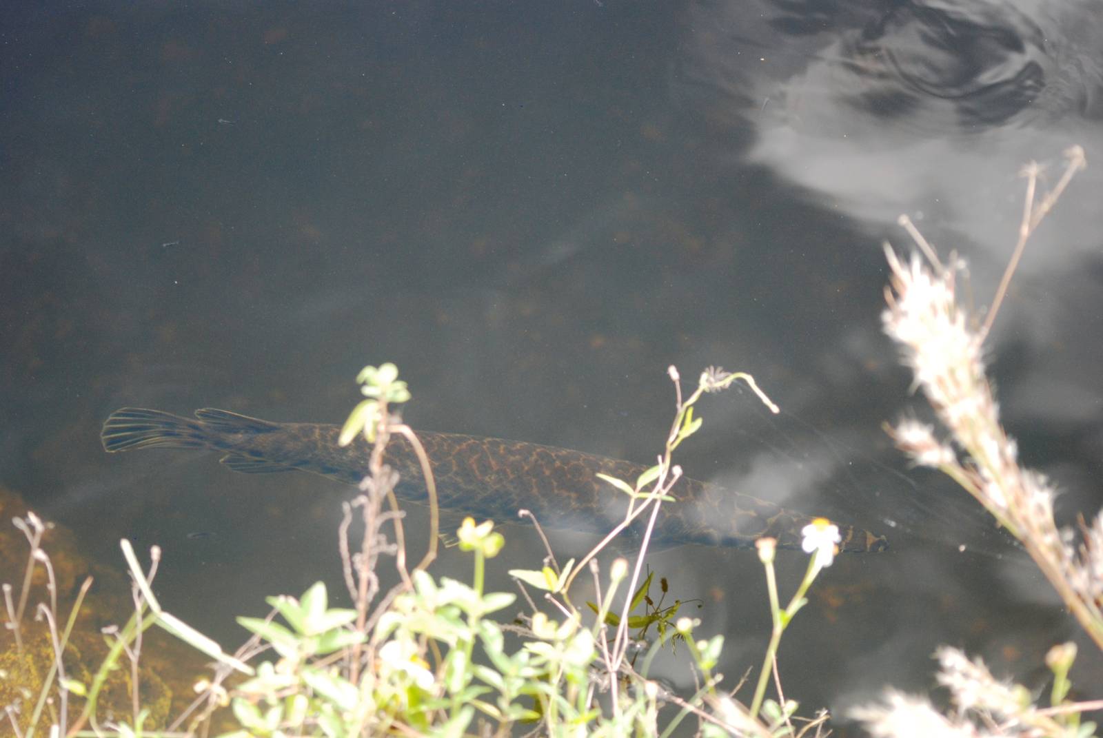 Florida Gar, Western Everglades/Big Cypress, October 2013