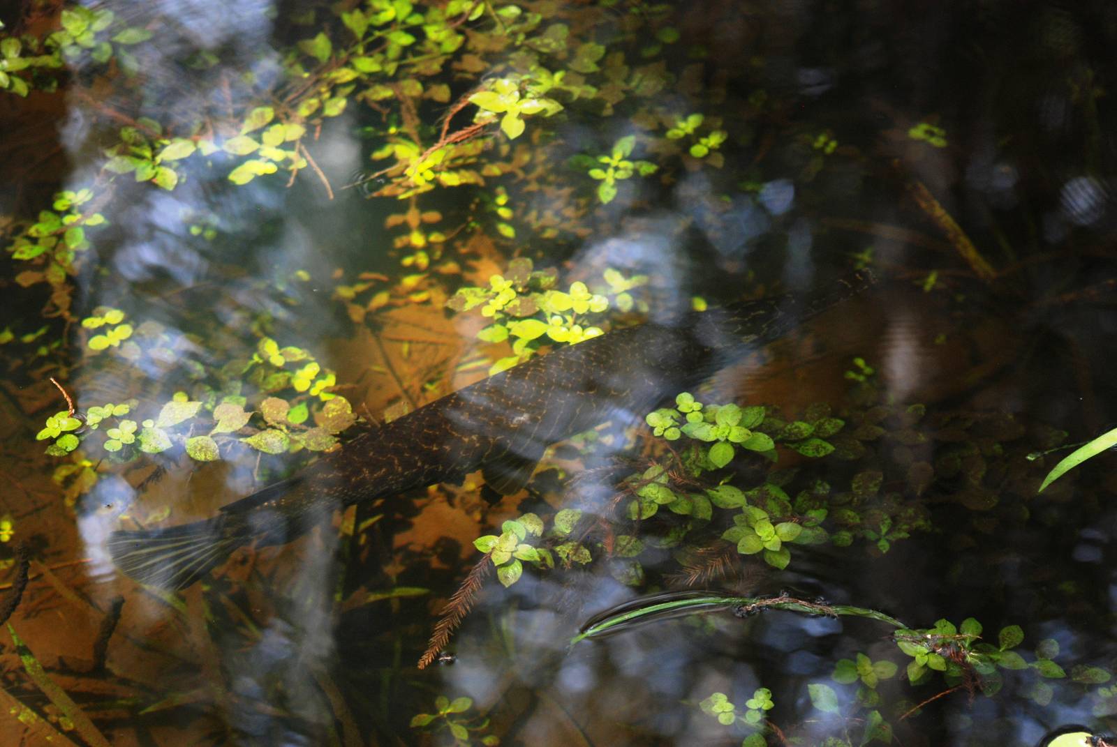 Florida Gar, Western Everglades/Big Cypress, October 2013
