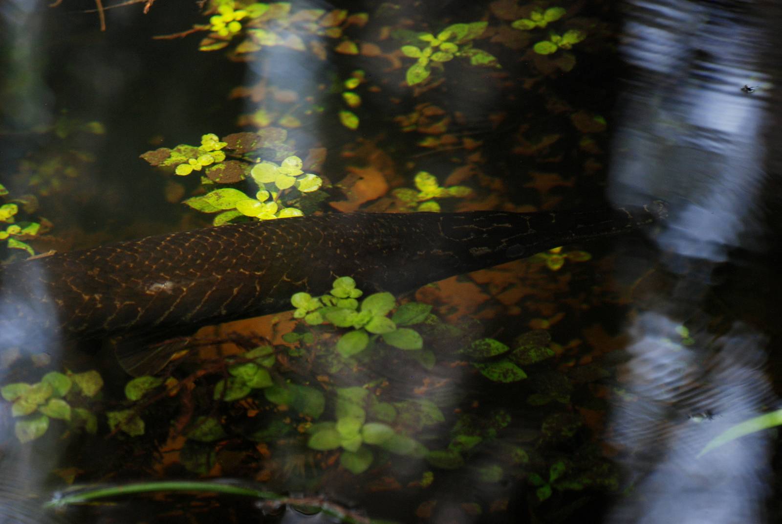 Florida Gar, Western Everglades/Big Cypress, October 2013
