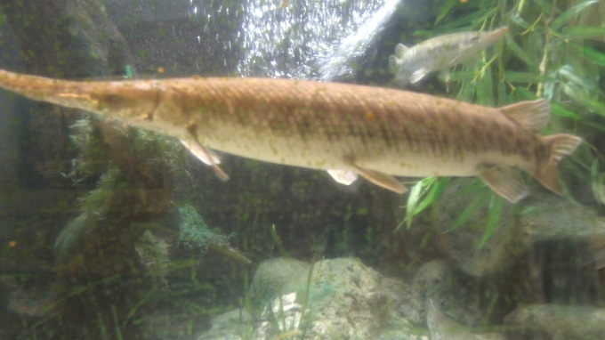 Florida Gar