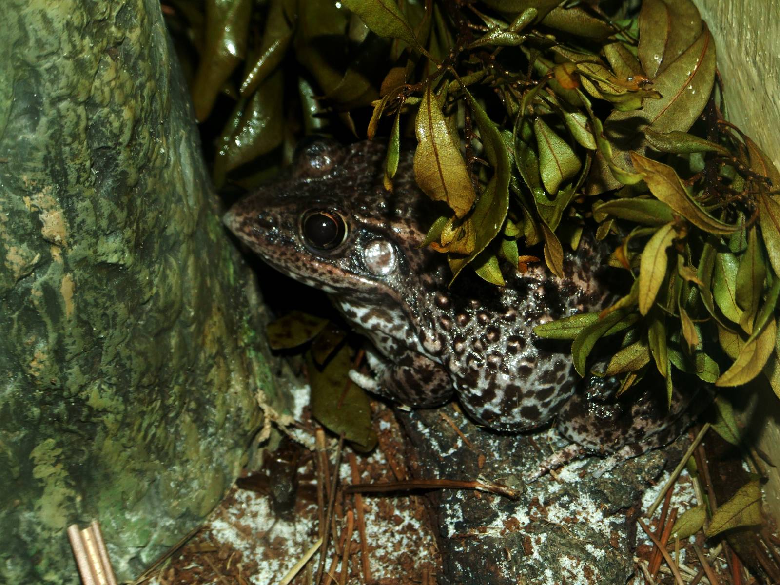 Florida Gopher Frog at Jacksonville, 10/10/13