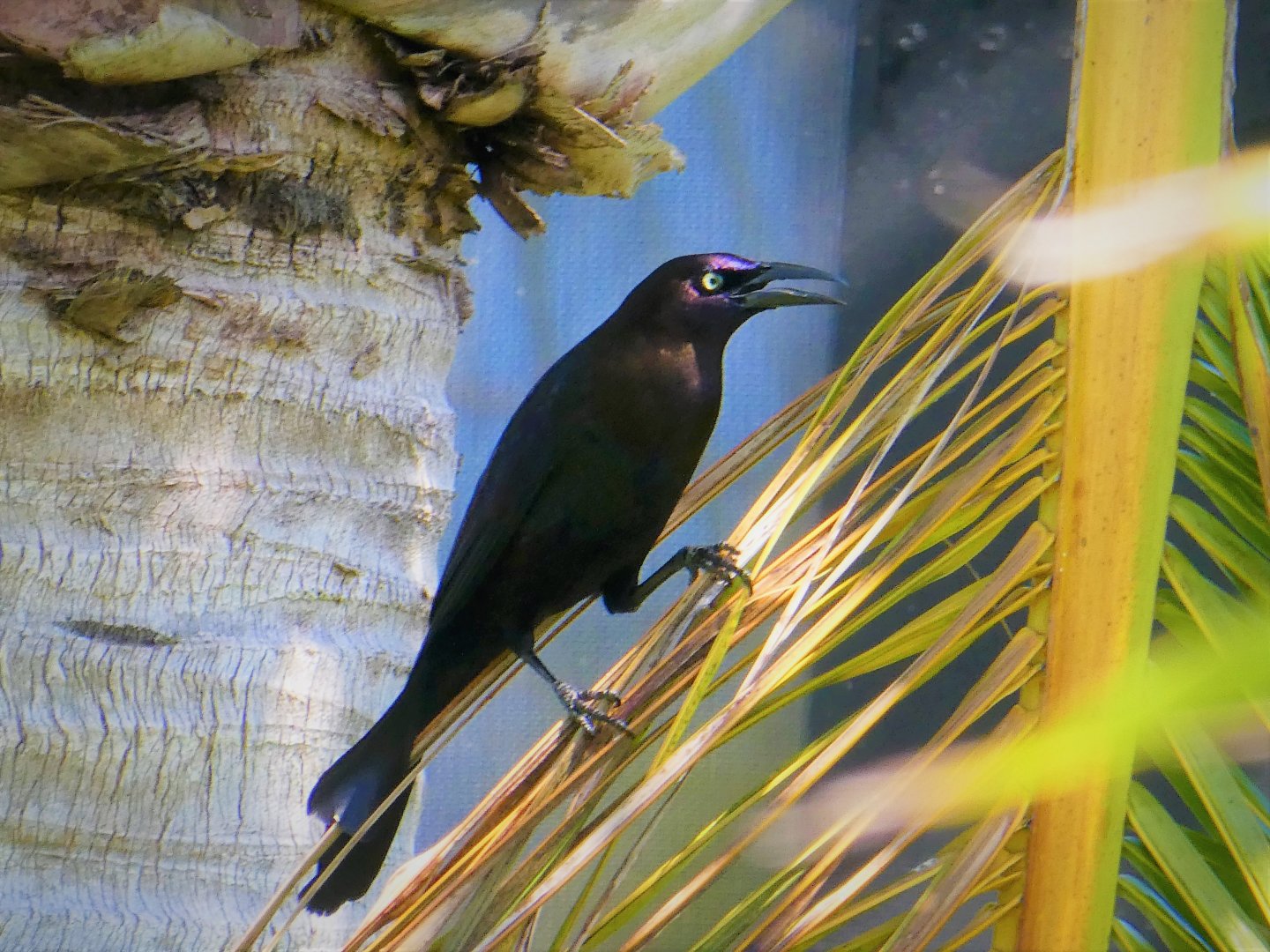 Florida Grackle