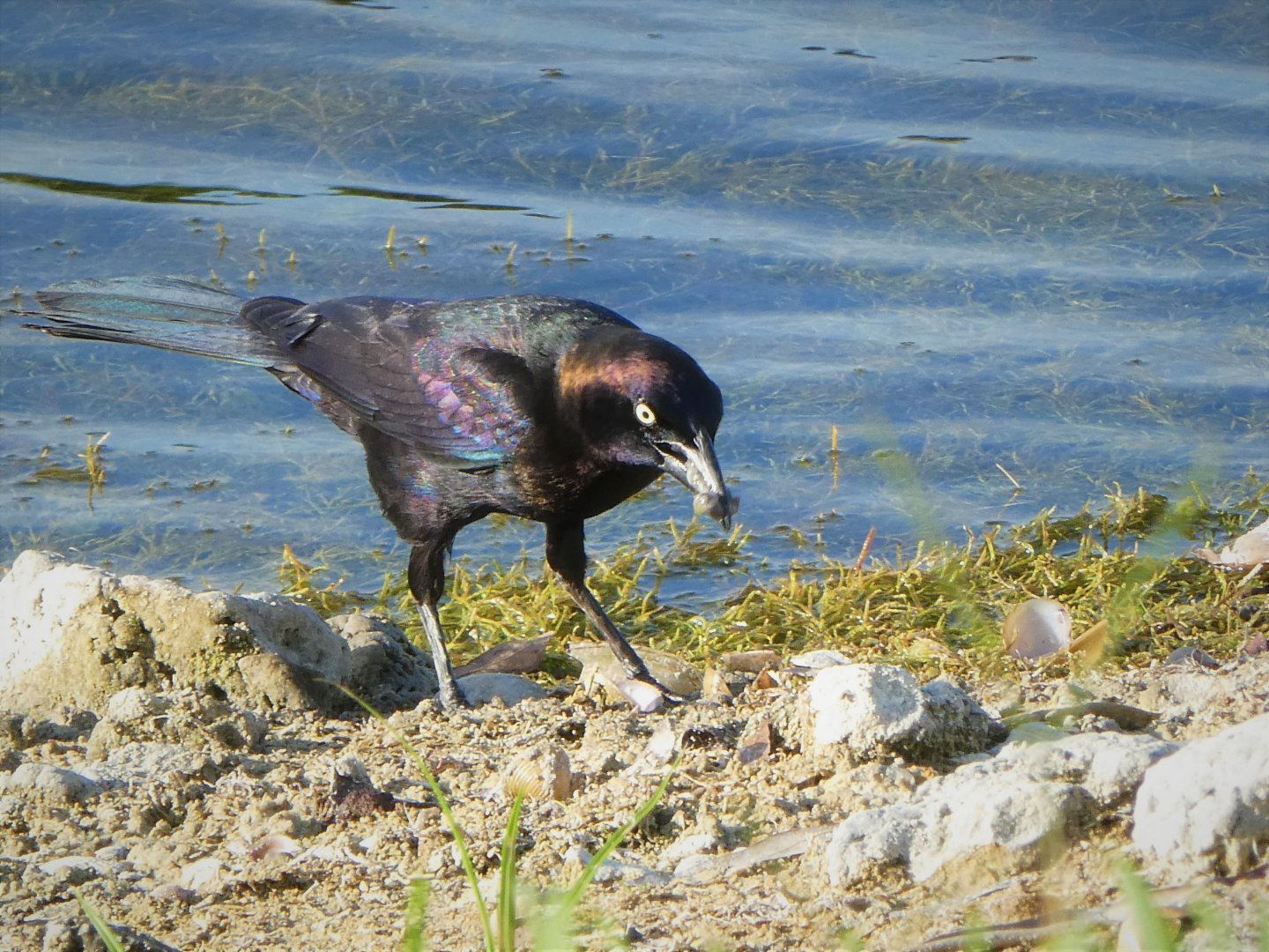 Florida Grackle
