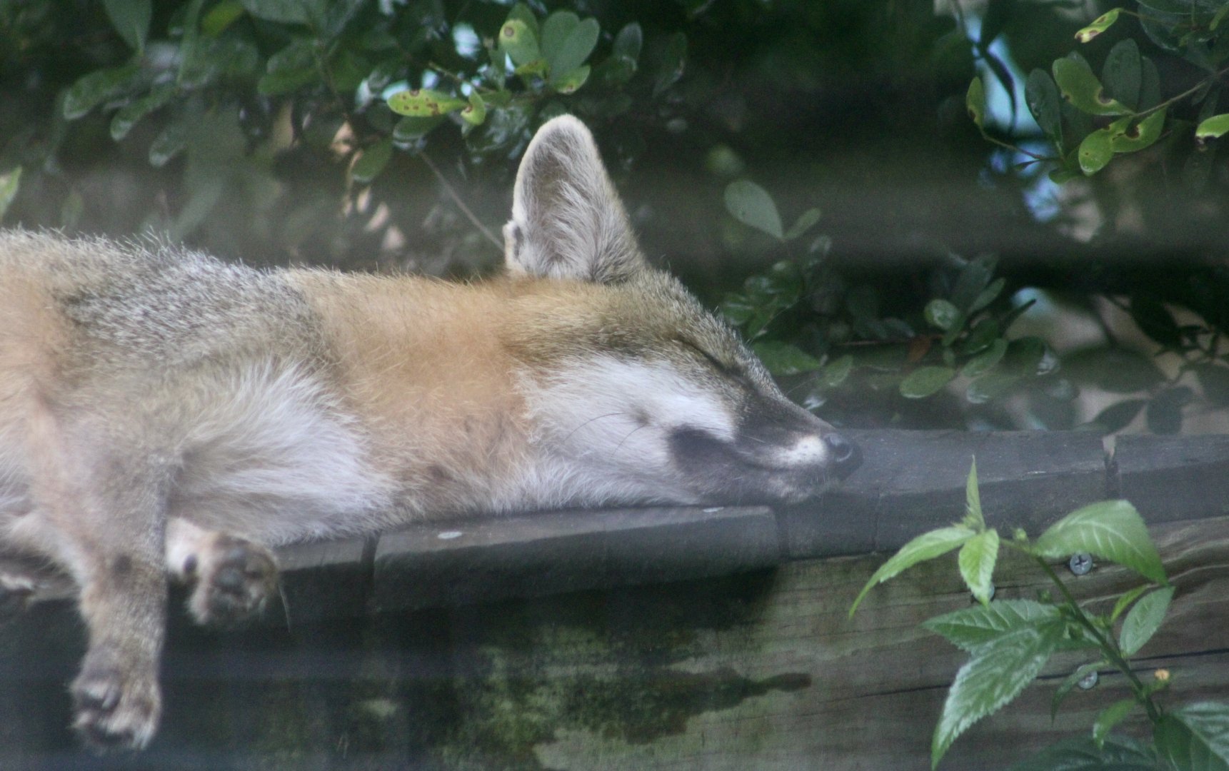 Florida Gray Fox (Urocyon cineroargenteus floridanus)