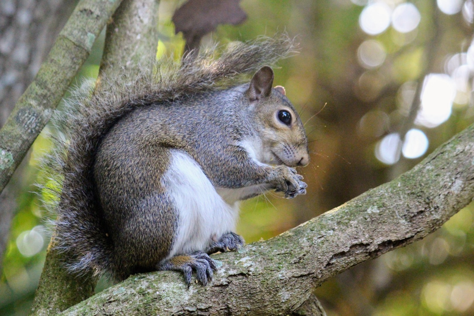 Florida Gray Squirrel