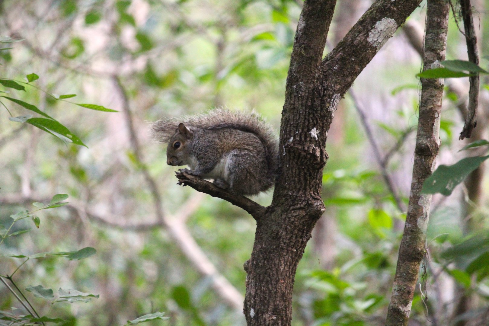 Florida Gray Squirrel