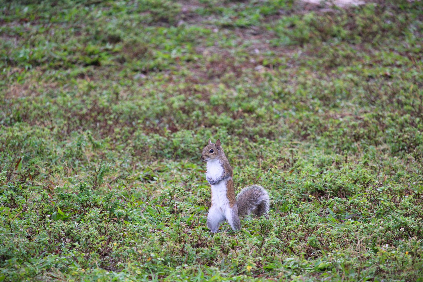 Florida Gray Squirrel