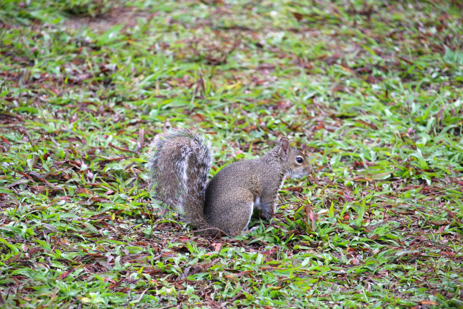 Florida Gray Squirrel
