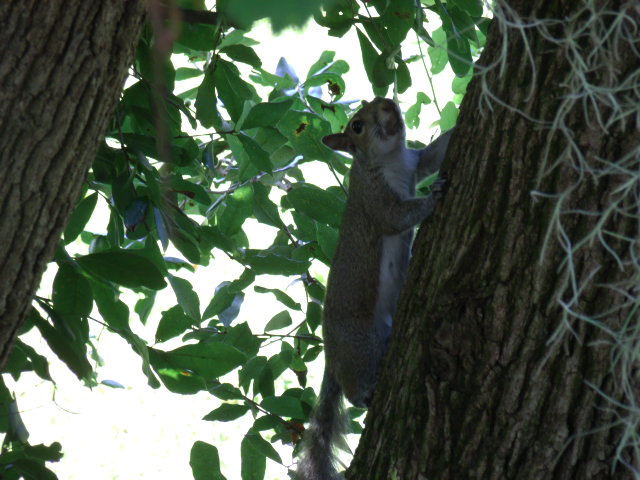 Florida Grey Squirrel