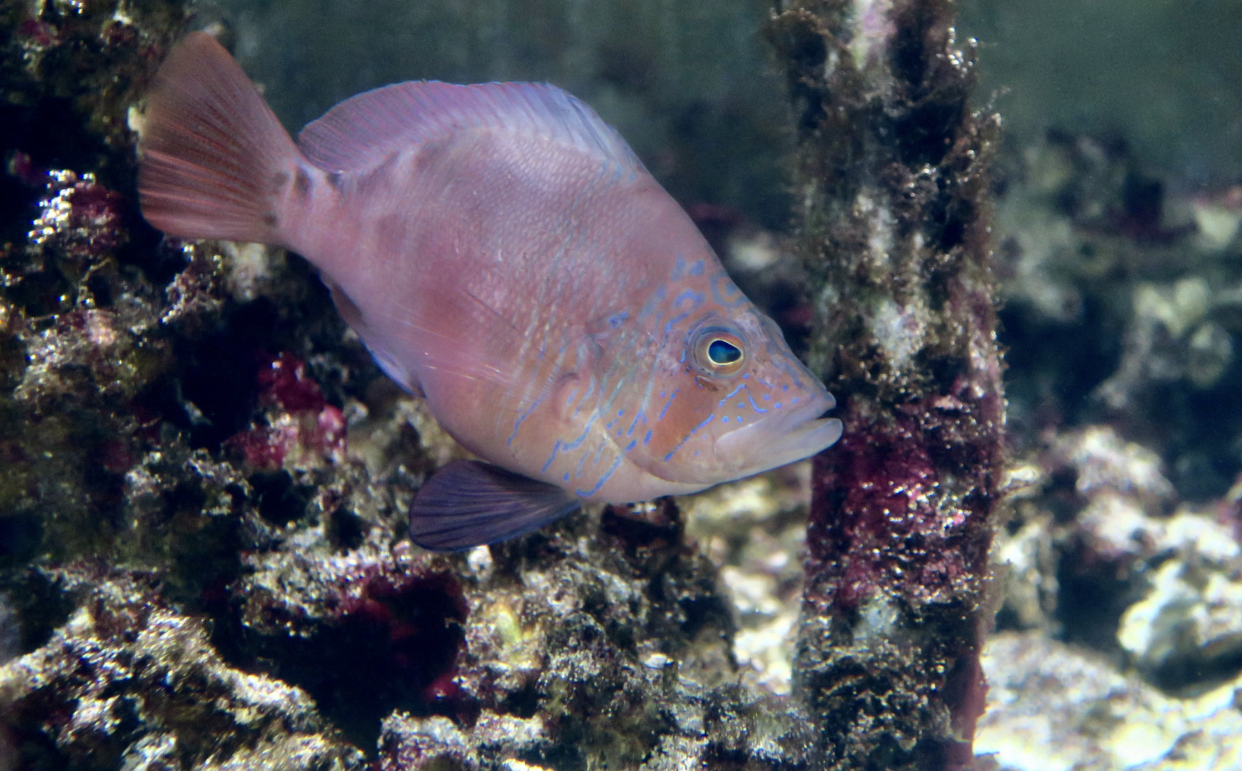 Florida Hamlet (Hypoplectrus floridae)