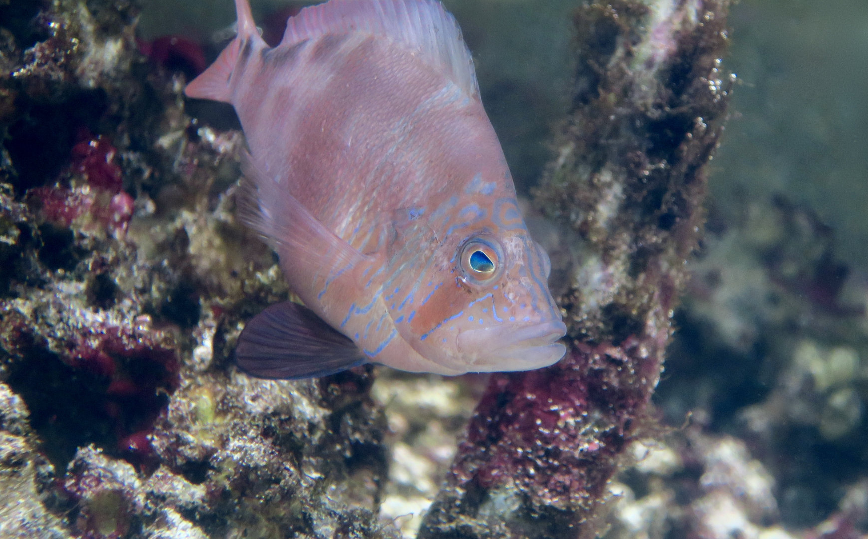 Florida Hamlet (Hypoplectrus floridae)