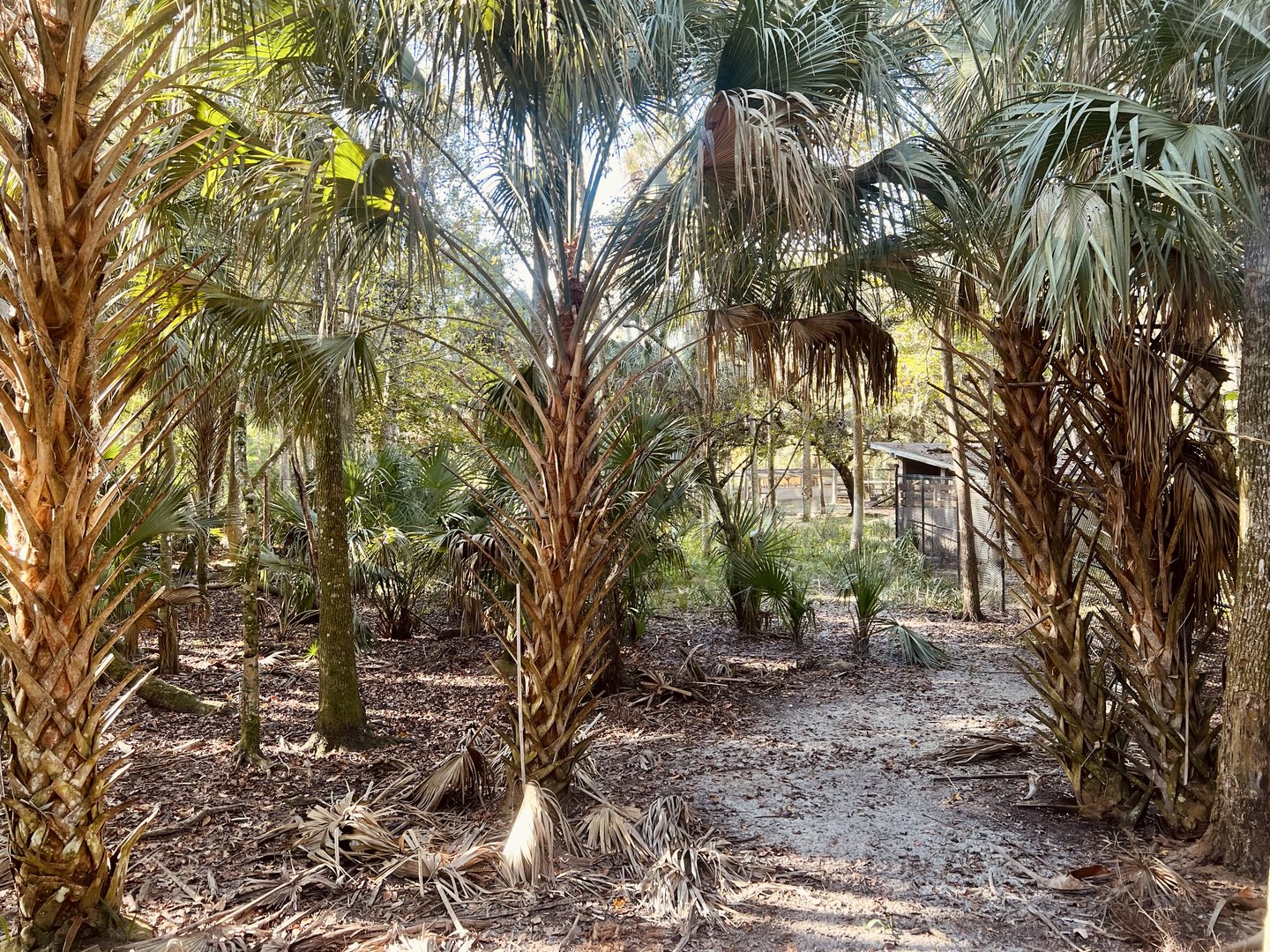 Florida Key Deer Exhibit