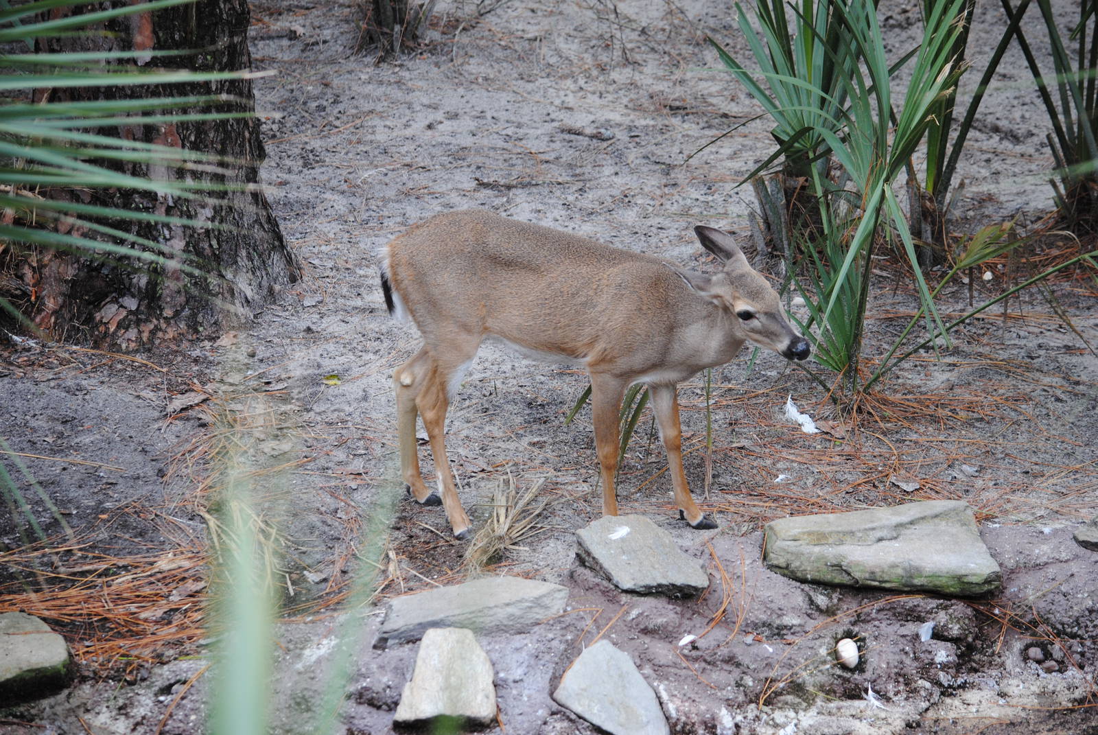 Florida Keys Deer