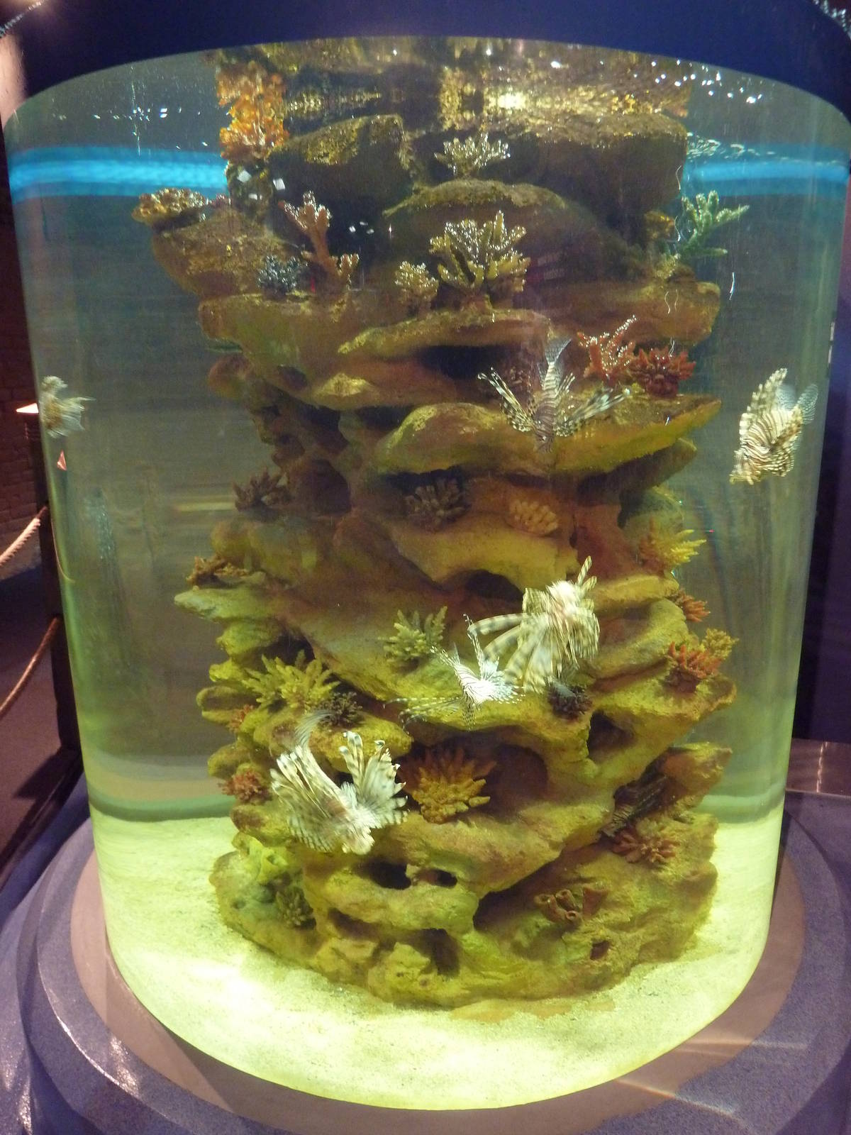 Florida Keys - Lionfish Exhibit