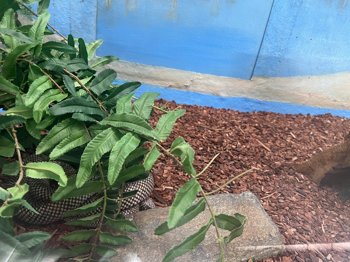 Florida King Snake (?)