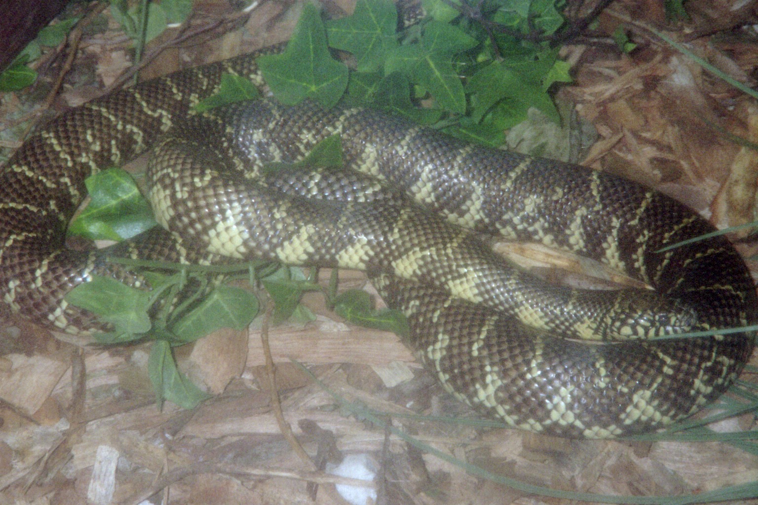 Florida Kingsnake - Herpetarium