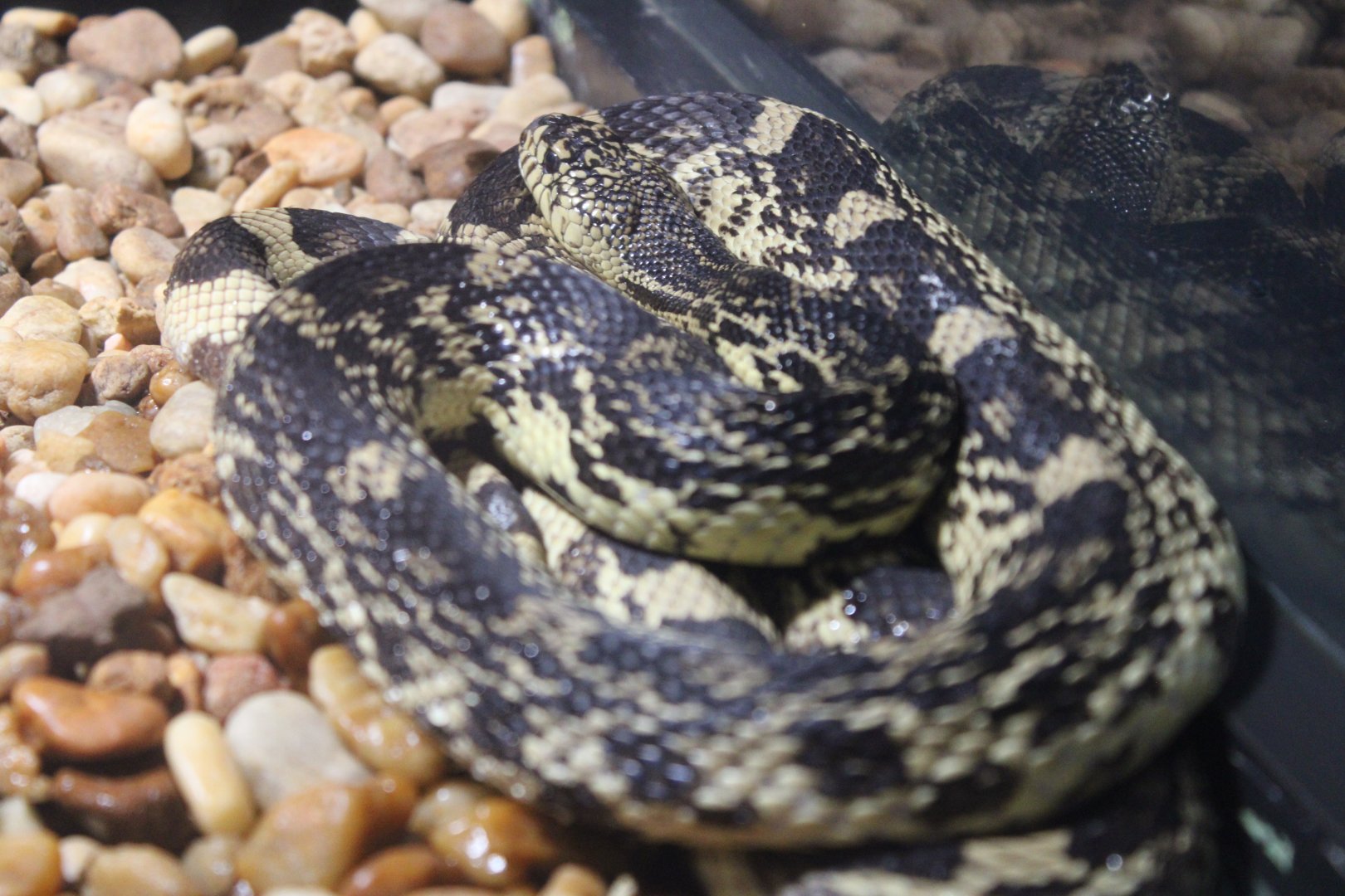 Florida Kingsnake (L. g. floridana)