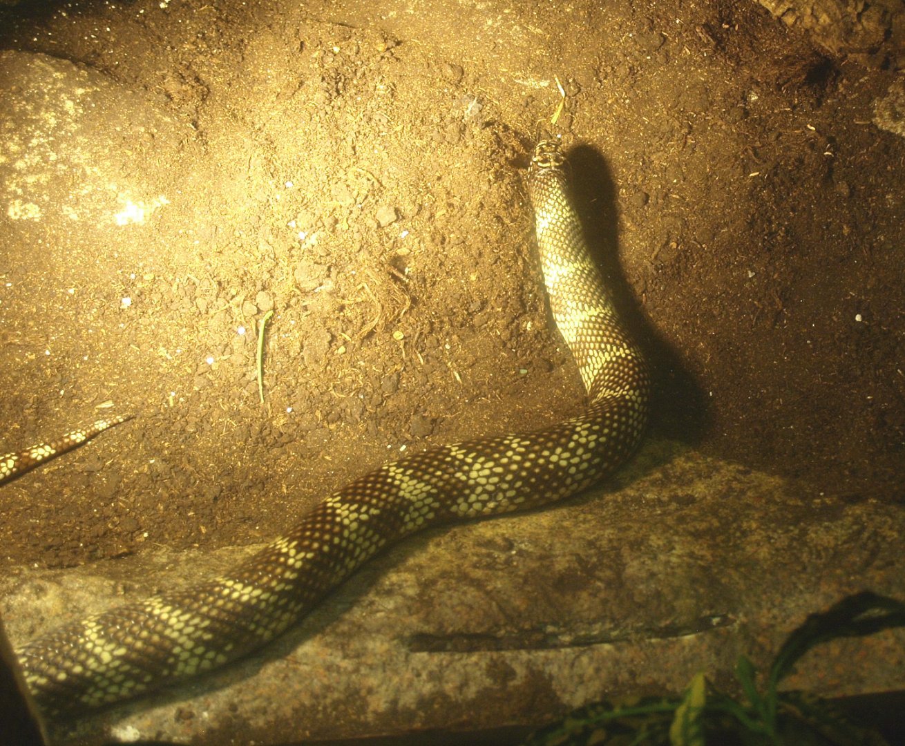 Florida kingsnake (Lampropeltis getula floridana), 2017-02-06