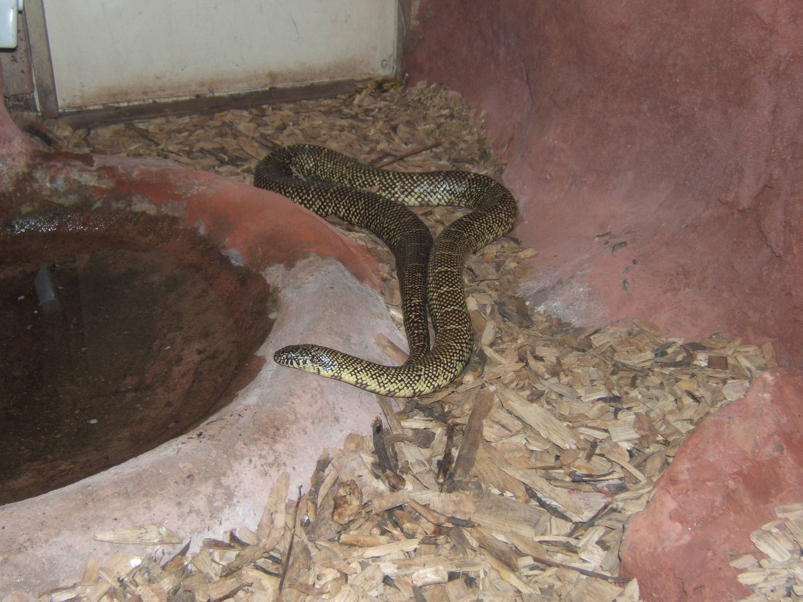 Florida Kingsnake(Lampropeltis getula floridana)
