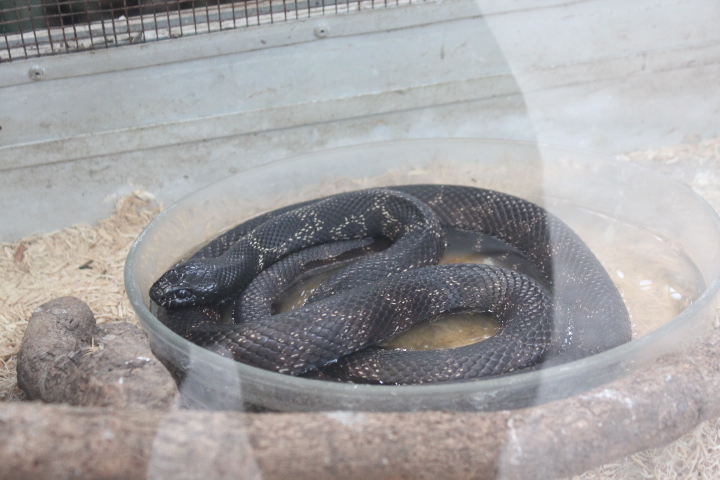 Florida kingsnake (Lampropeltis getula floridana)