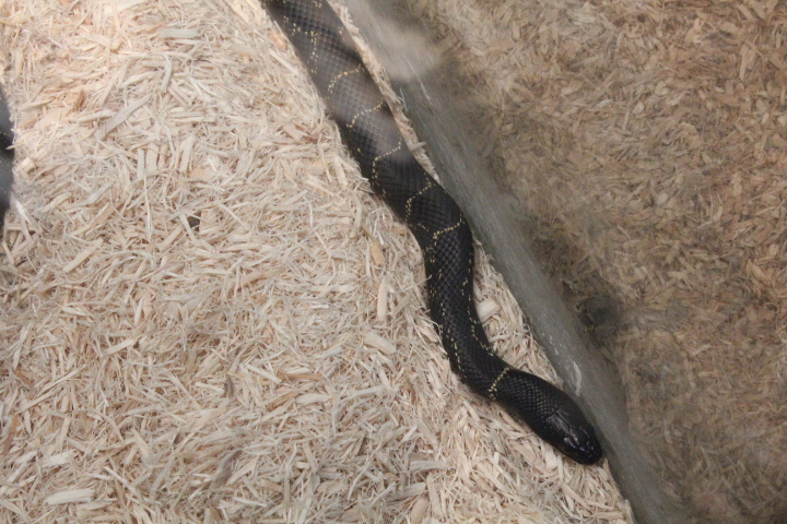 Florida kingsnake (Lampropeltis getula floridana)