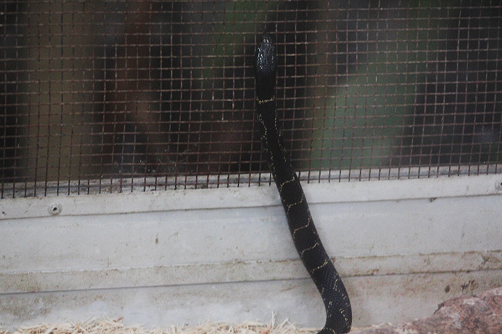 Florida kingsnake (Lampropeltis getula floridana)