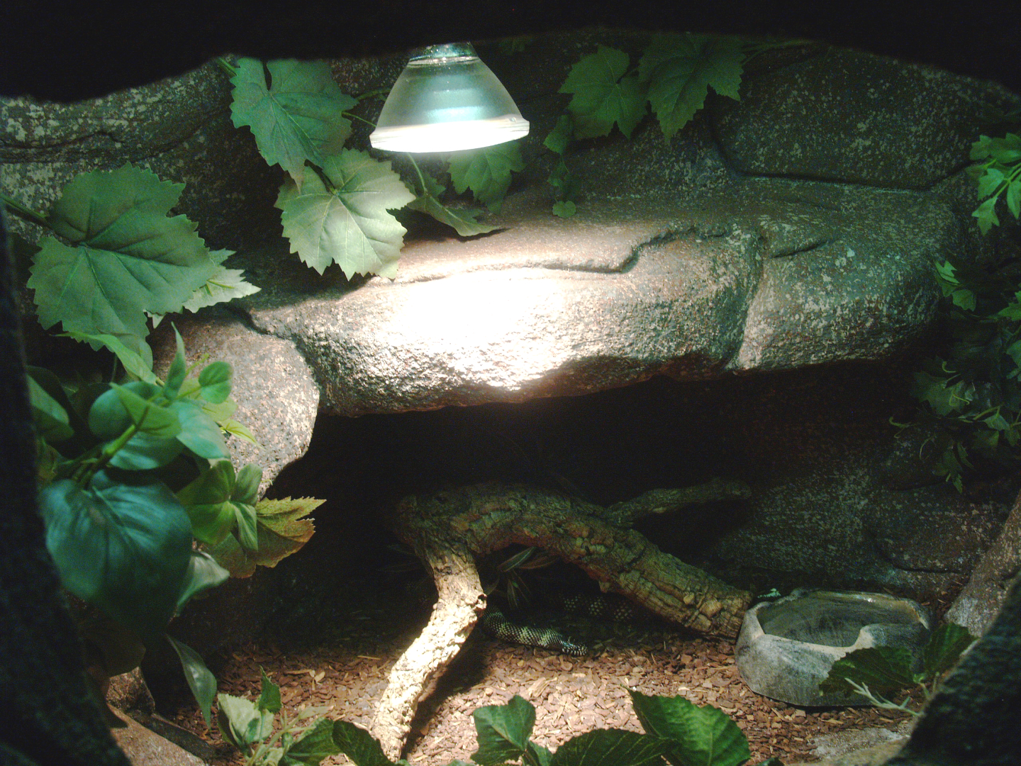 Florida kingsnake terrarium, 2014-02-16