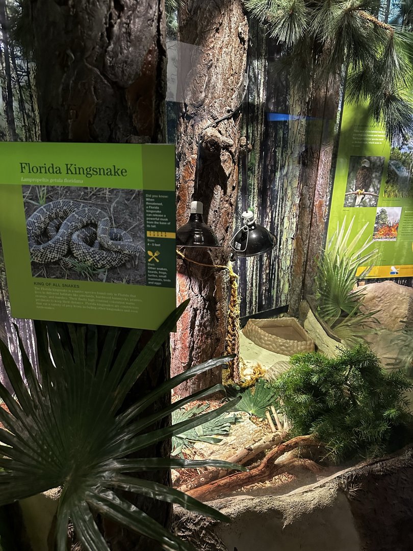 Florida Kingsnake Terrarium